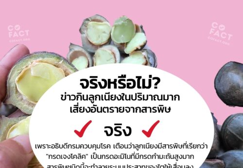 จริงหรือไม่? ข่าวกินลูกเนียงในปริมาณมาก เสี่ยงอันตรายจากสารพิษ