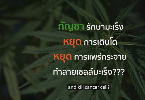 กัญชากับการรักษาโรคมะเร็ง ความหวัง vs. ความเป็นจริง